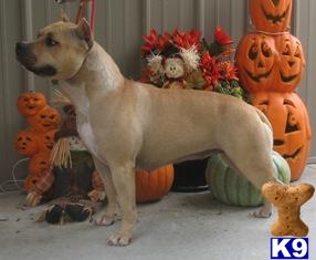 Dogs - American Staffordshire Terrier
